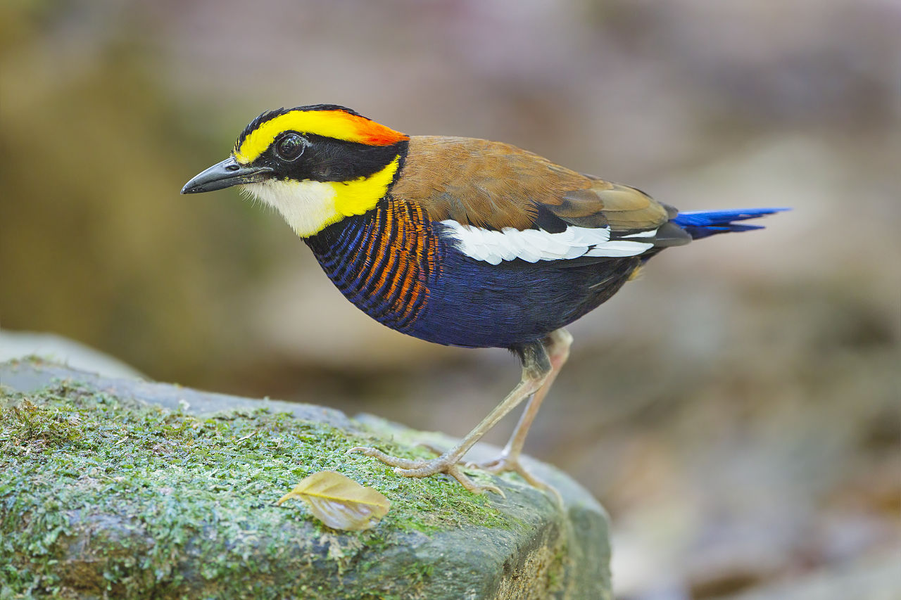 The Malayan banded pitta is a commonly spotted bird in Indonesia's bird markets. Photo by JJ Harrison (Wikimedia Commons CC BY-SA 3.0).