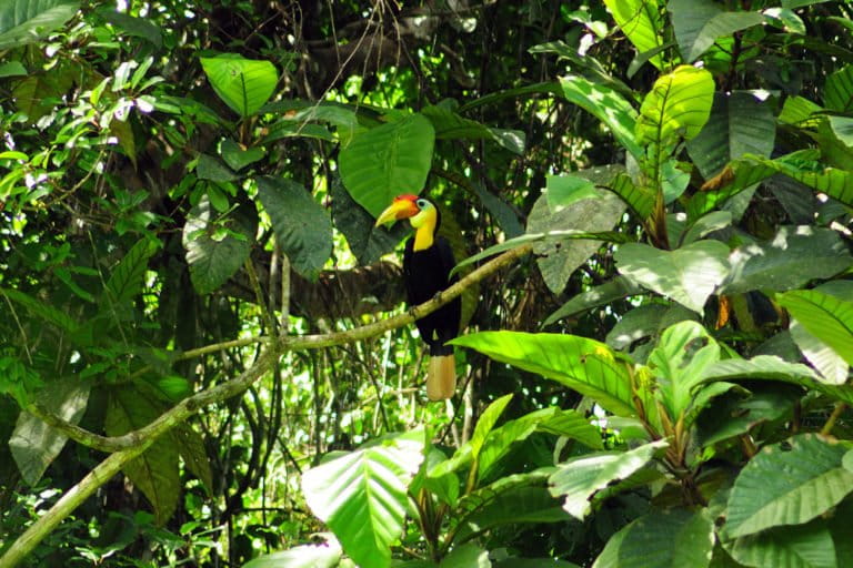 Sunda wrinkled hornbill (Rhabdotorrhinus corrugatus). Photo by Rangkong Indonesia / Aryf Rahman