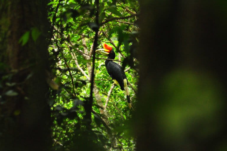 Rhinoceros hornbill (Buceros rhinoceros). Photo by Aryf Rahman.