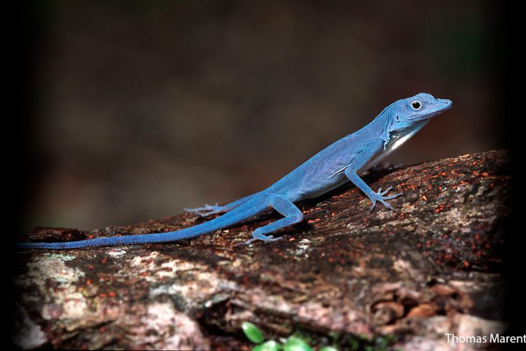 Blue Anole from Colombia. Photo by Thomas Marent