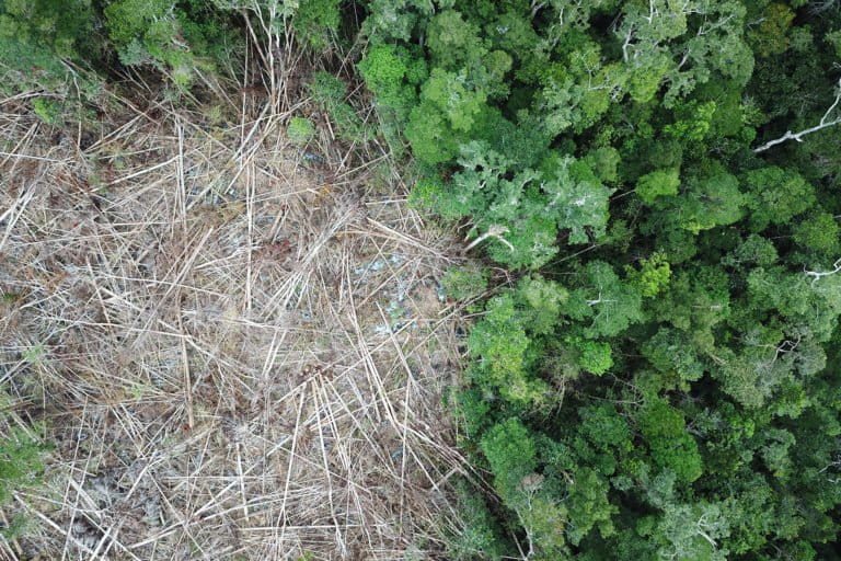 Deforestation in Borneo. Photo by Rhett A. Butler.