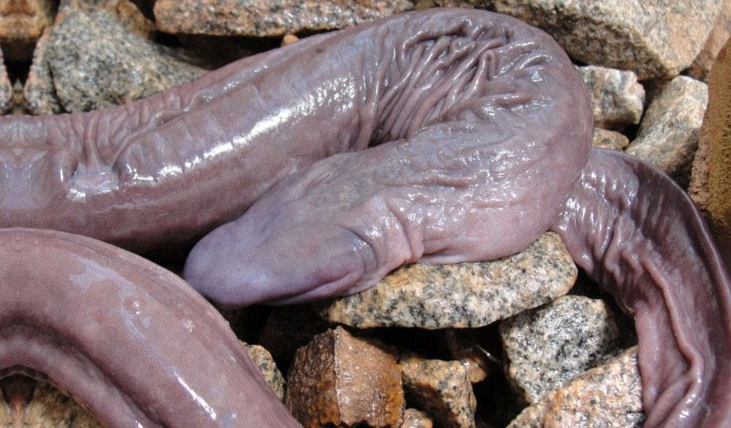 Animal Dick