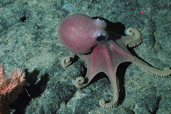 A Graneledone boreopacifica with its normal color. This individual was photographed at a depth of 1,973 meters on the Davidson Seamount also off the coast of California. Photo by: NOAA/MBARI.