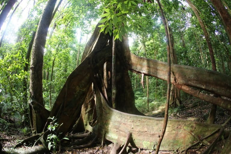 Strangler fig in Australia's Daintree. The Australian government has recently attempted to weaken protections for native ecosystem