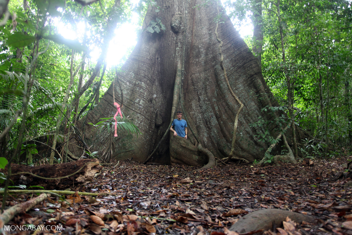 Things you want to know about Mongabay
