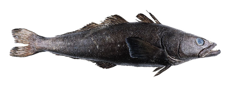Often sold as Chilean seabass the Patagonian Toothfish stocks faced collapse during the 1990s due to rampant IUU fishing in the Southern Ocean. Image courtesy of US FDA/Wikimedia Commons.