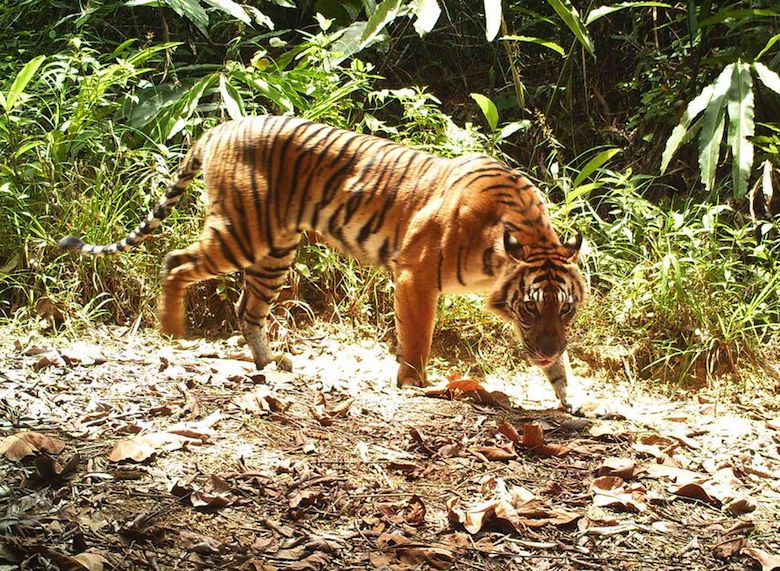 The critically endangered Sumatran tiger. Photo courtesy of the World Wildlife Fund and the Indonesian environment and forestry ministry