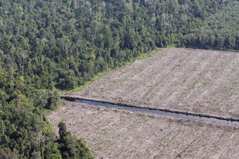 A peatland forest cleared for pulp and paper in Riau, Sumatra. Photo by Rhett A. Butler