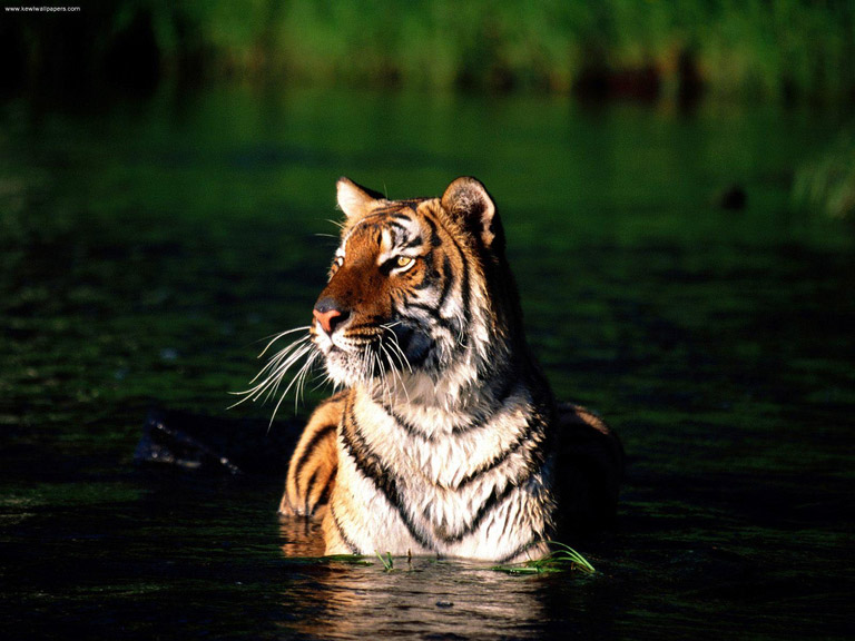 Bengal Tiger New Photos