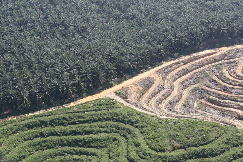 Oil palm in Riau, Sumatra. Photo by Rhett A. Butler