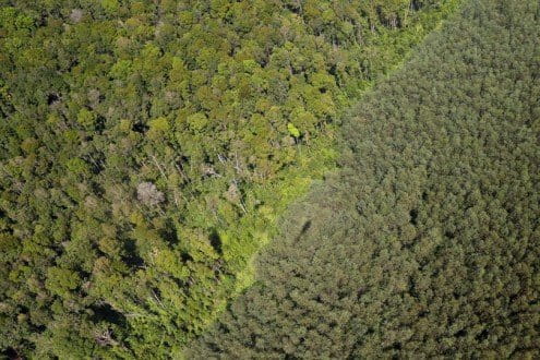 Natural forest and acacia plantation in Riau, Sumatra. Photo by Rhett A. Butler