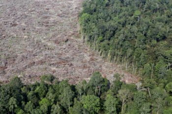 Illegal encroachment for palm oil production in Riau, Sumatra. Photo by Rhett A. Butler