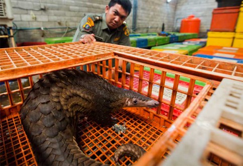 A well-fed pangolin adult covered in red clay after feasting in a termite mound. Photo credit: Tikki Hywood Trust