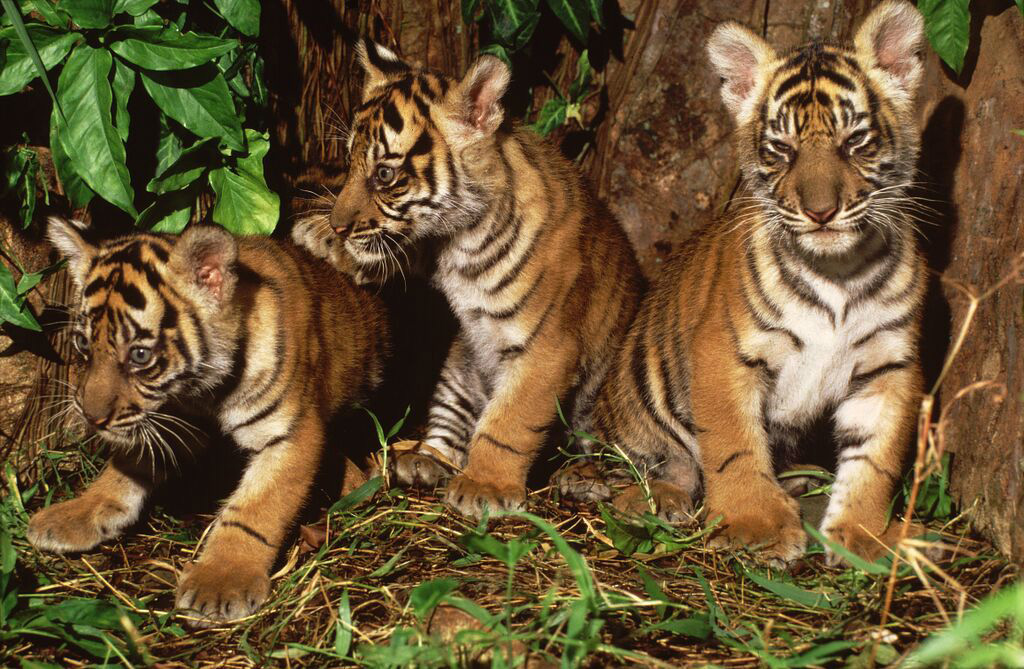 Sumatran tiger cubs. Bukit Tigapuluh is famous for its diversity of mammals, including Sumatran orangutan, Sumatran tiger, Sumatran elephant, Sumatran rhinoceros, Asian tapir, sun bear, siamang, Sumatran surili, Sunda loris, and clouded leopard, among others. Photo courtesy of WWF.