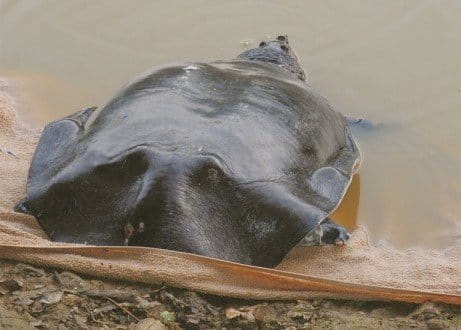 The freshwater turtle seconds before being set free in Danau Girang.