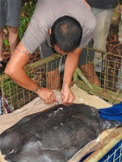 Dr Sergio Guerrero, wildlife vet at the Danau Girang Field Centre (DGFC), inserting a microchip in the turtle’s skin before release.