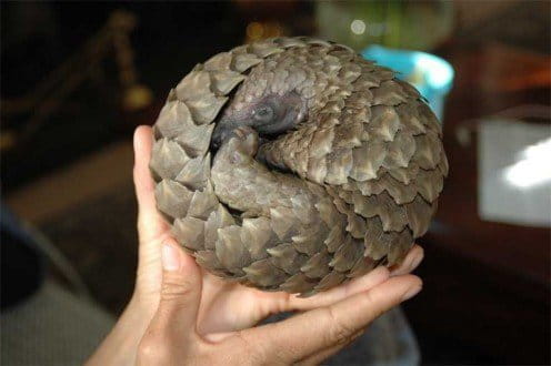 The pangolin rolls itself into a tight ball, providing a great defense against tigers, but not traffickers, who pick up the animals and drop them in a bag. Photo credit: Tikki Hywood Trust.