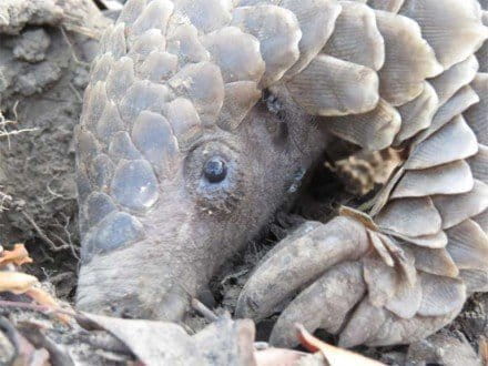 A pangolin digs and roots in a termite mound. Photo credit: Tikki Hywood Trust.