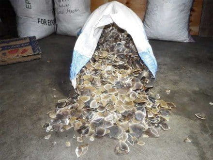 A bag of pangolin scales seized in Medan, Sumatra. The dried scales are used in traditional Chinese medicine to treat ills ranging from excessive nervousness and hysterical crying in children, to possession by devils or ogres in women, to malaria, deafness, cancer, rheumatism, asthma, acne and more. There is no scientific basis for such claims. Photo credit: Paul Hilton for WCS-Indonesia.