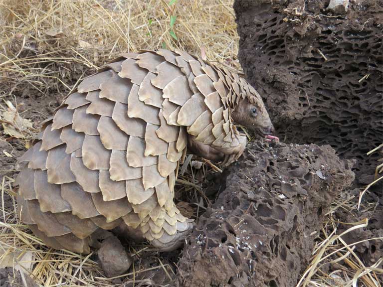 pangolin claws