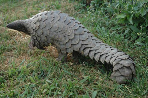 The pangolin almost appears to be a mythical beast, looking like a low-slung medieval- armored tank. But despite its wall of scales, which protects it from fierce predators such as lions, it is no match for illegal wildlife traffickers. Photo credit: Tikki Hywood Trust.