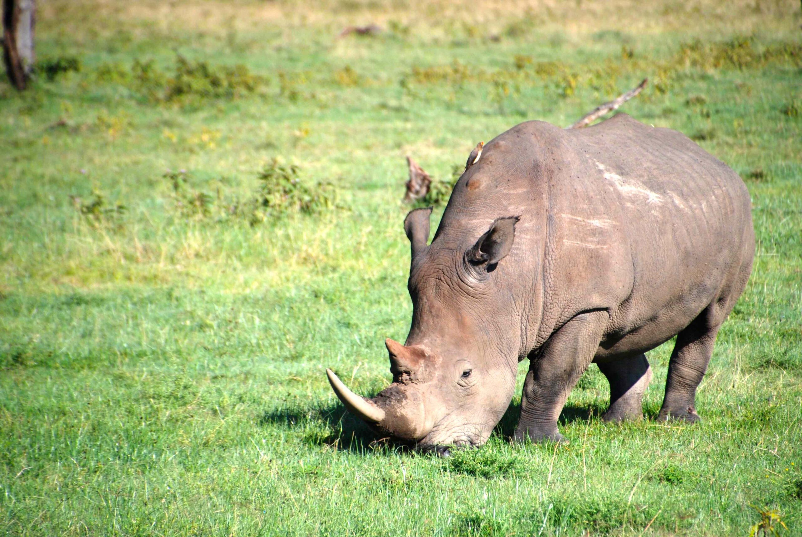 Rhino grazing