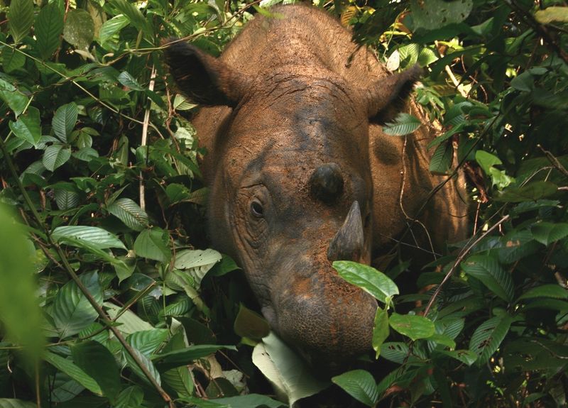 Critically endangered Sumatran Rhino