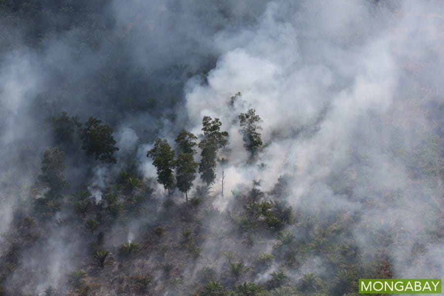 An oil palm plantation burns in Riau, Indonesia, earlier this year. Photo by Rhett A. Butler