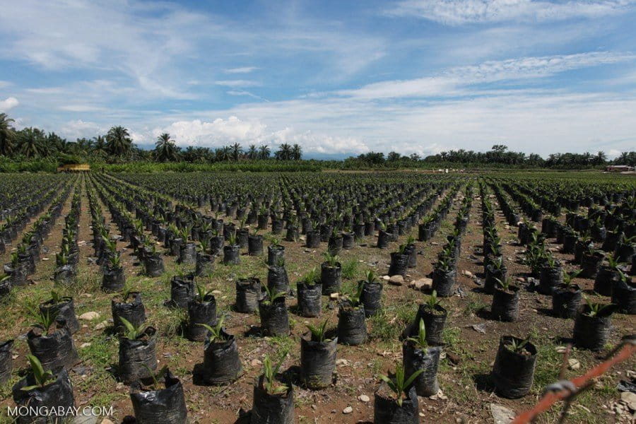 Second largest palm oil producer in Indonesia commits to ...