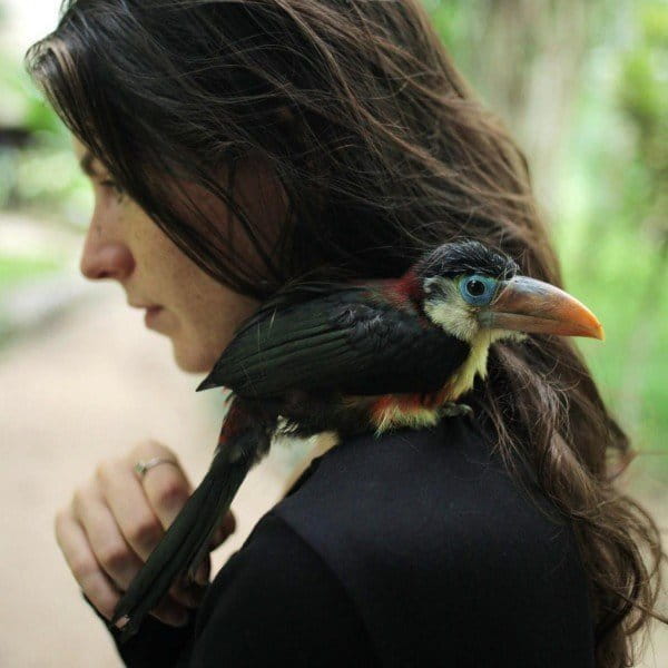 A curl-crested aracari (Pteroglossus beauharnaesii) rests on Dablin's shoulder after being found on a trail and brought back to researchers staying in Soledad Lake, Madre de Dios, Peru. Photo by Dr. Amanda Havard.