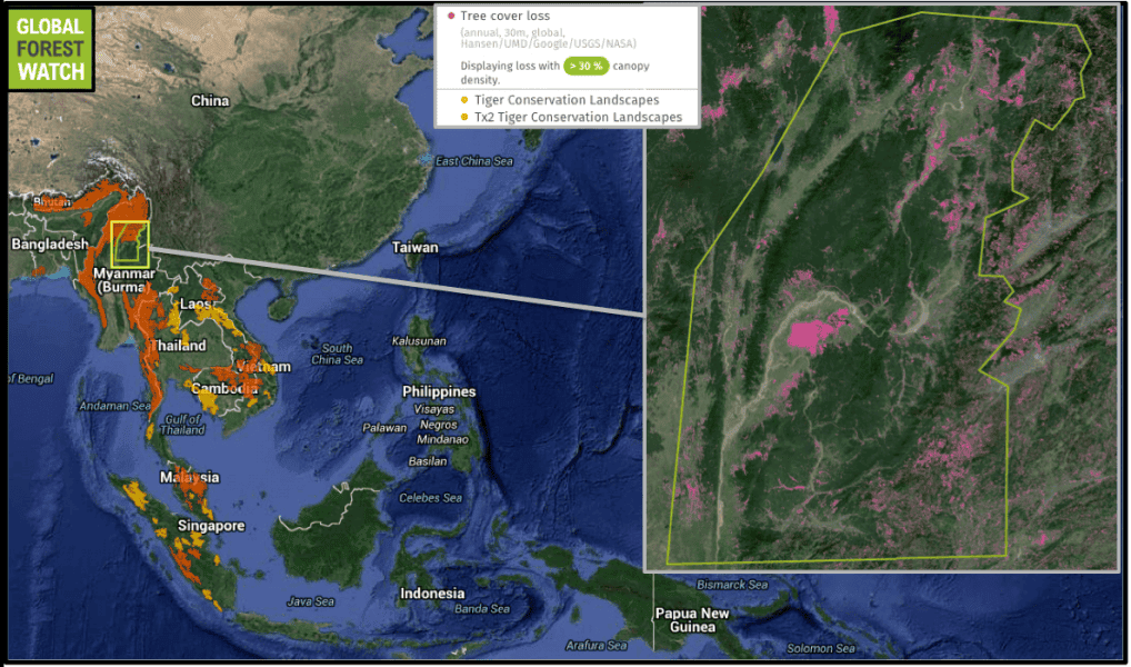 Satellite data show the region where much of the logging has taken place, according to the report's authors, lost 5.7 percent of its tree cover from 2001 through 2014.