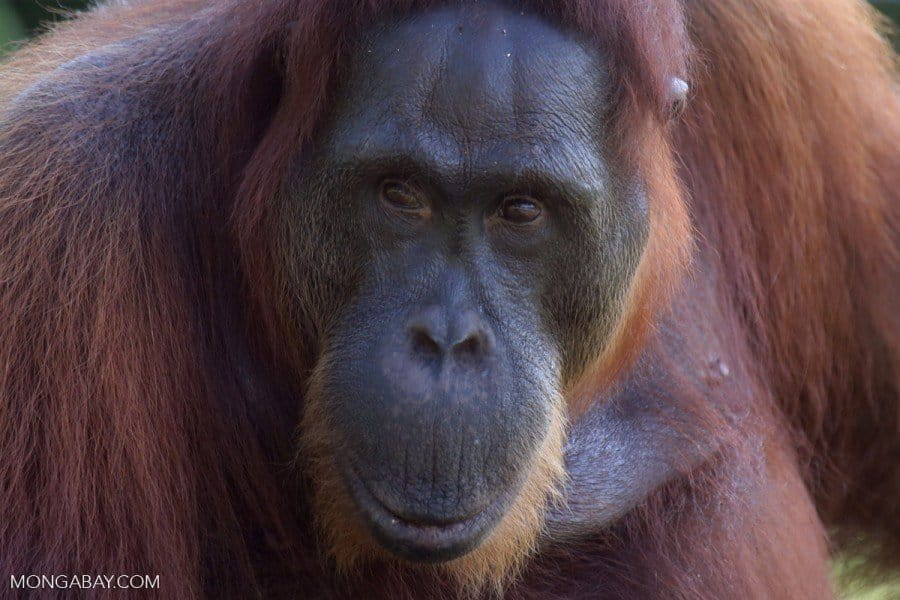 Borneo orangutan. Orangutan habitat is being destroyed for oil palm plantations in Indonesian Borneo.
