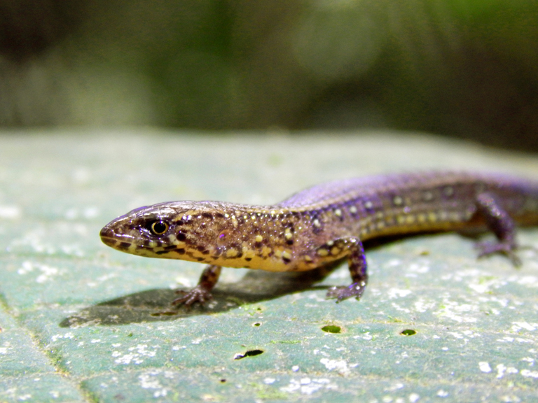 New species of Gymnophthalmidae lizard_768px