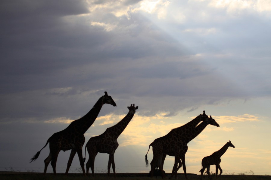 Giraffes at sunset. Photo by Francois Deacon.