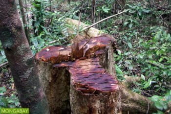 Illegal logging in Madagascar's Masoala Peninsula, a protected area where rosewood is commonly targeted