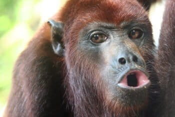Red howler monkey, Colombia. Photo by Rhett Butler for Mongabay.