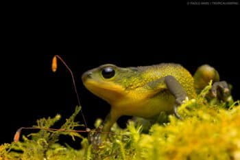 Male of the recently rediscovered Azuay Stubfoot-Toad (Atelopus bomolochos) foraging on moss.