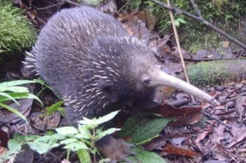 Mammalogists often use ear tags to identify individuals in their research. But Echidnas do not have external ears to attach a tag. Opiang used color-coded plastic tubing, glued to spines to identify individuals (visible on the right forelimb). Quiet, rare, nocturnal, hard-to-tag and found in remotest parts of New Guinea, field study of echidnas presents tremendous challenges. Photo by Muse Opiang