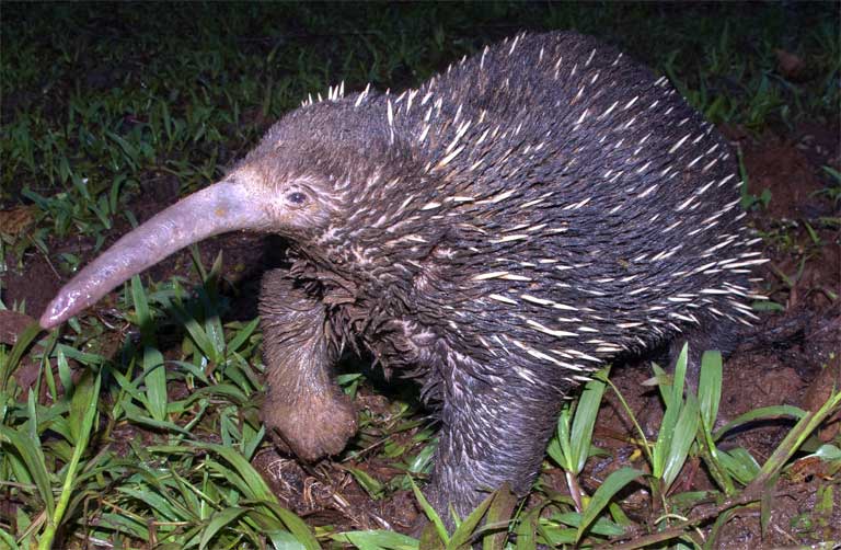 Animals are growing larger ears and mouths to adapt to global