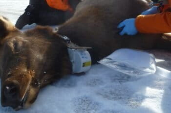 Mark Hebblewhite and Kelly Proffitt use an ultrasound to measure an adult female elk's body condition in Montana's Bitterroot Valley. The elk was captured via a helicopter net gun and sports a GPS collar around her neck. Photo courtesy of Mark Hebblewhite.
