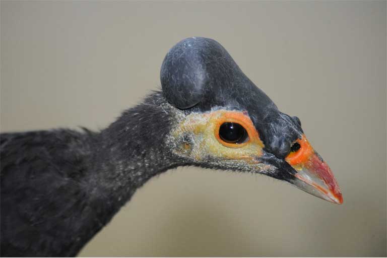 The maleo: a success story for Indonesia’s strange pit-digging bird