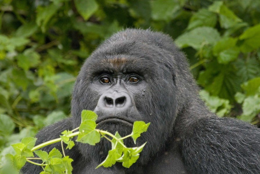 Mountain gorilla in Virunga National Park, which is slated to get downsized to allow oil exploration. Photo courtesy of Conservation International/John Martin.