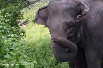 Sumatran elephant in North Sumatra Indonesia. Photo by Rhett Butler.