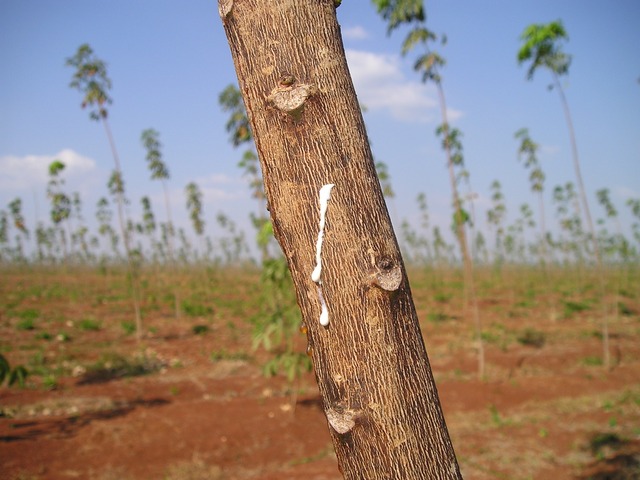 Rubber, Tropical Plants, Petroleum, & Natural Gas