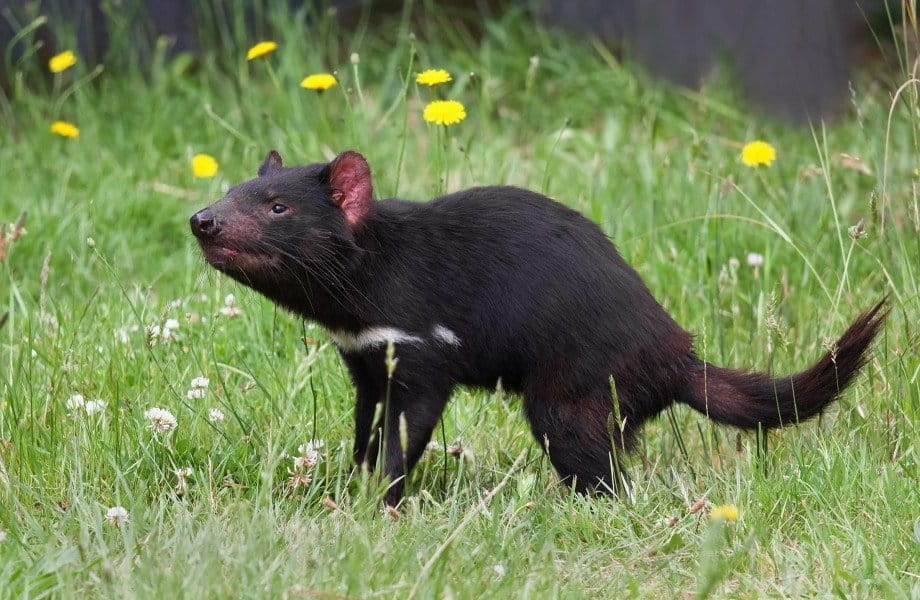 Tasmanian devil (Sarcophilus harrisii). Photo by JJ Harrison, Wikimedia Commons.