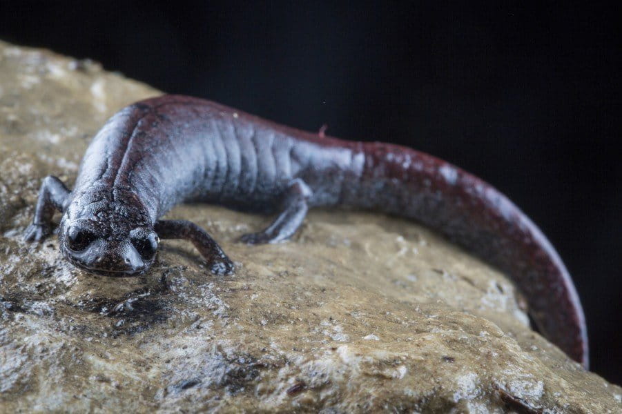 Finca Chiblac salamander. Photo by Robin Moore.