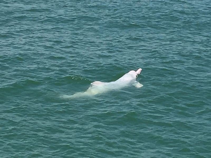 Chinese white dolphin off the coast of Lantau Island, Hong Kong. Photo by Leonard Reback, licensed under the Creative Commons Attribution-Share Alike 4.0 International license.