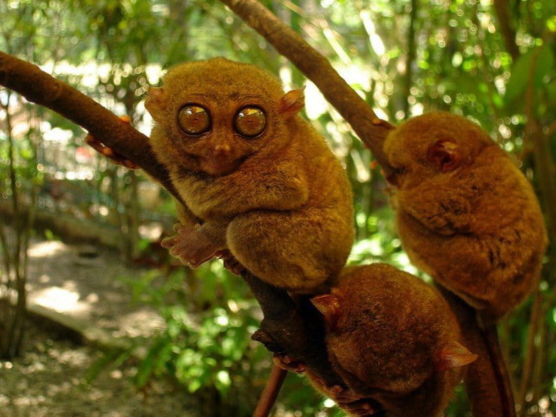 The Philippine tarsiers are illegally traded as pets. Photo from Wikimedia Commons CC BY-SA 3.0