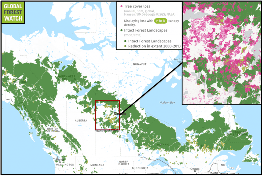 Is the boreal forest on the edge of a climate change tipping point? -  Unearthed