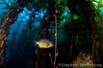 A kelp forest off the California Coast, where pockets of full protection alternate with zones allowing limited fishing. Photo by Greg Asner.